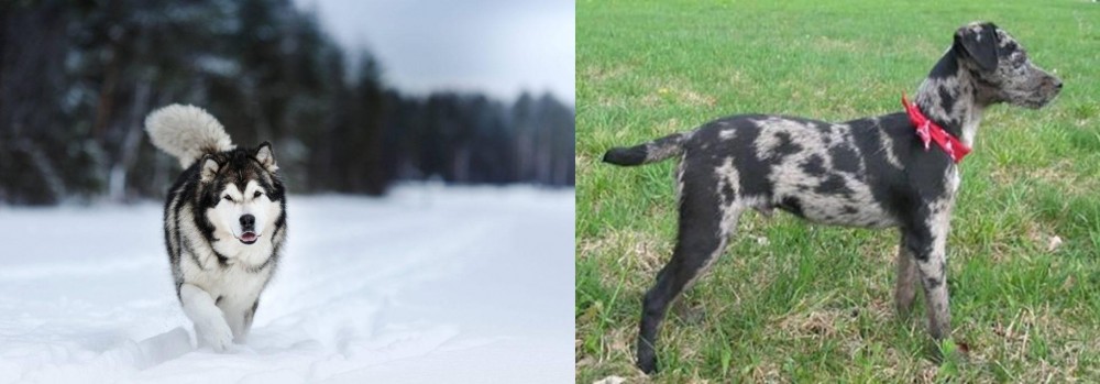 Atlas Terrier vs Siberian Husky - Breed Comparison