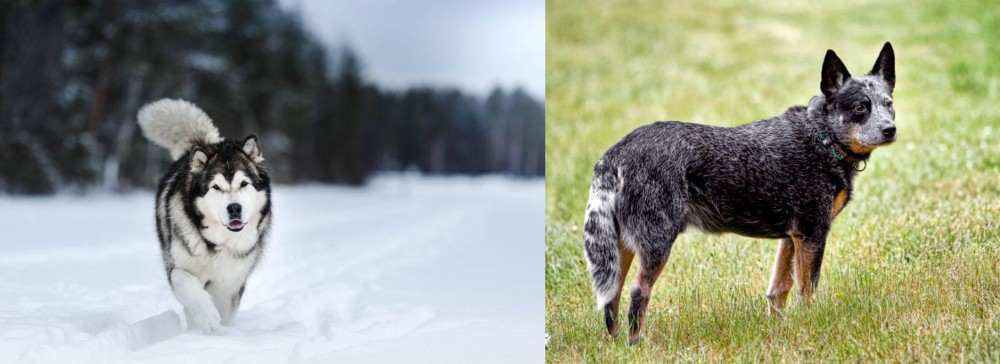 Austrailian Blue Heeler vs Siberian Husky - Breed Comparison