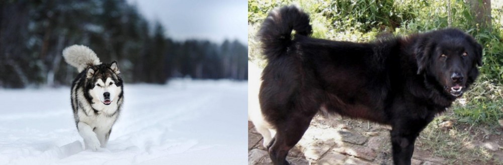 Bakharwal Dog vs Siberian Husky - Breed Comparison