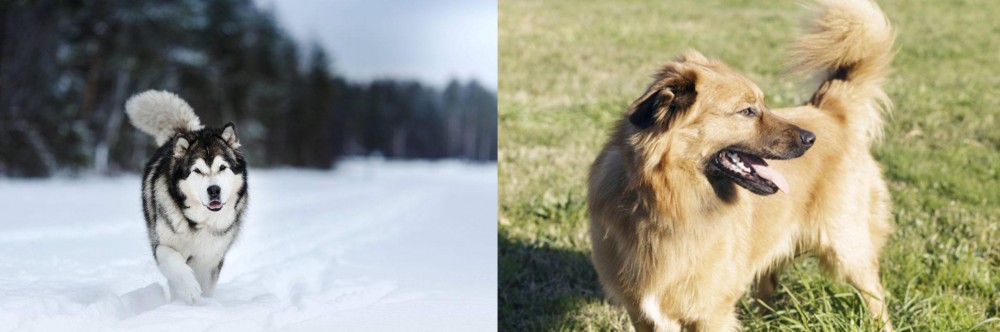 Basque Shepherd vs Siberian Husky - Breed Comparison