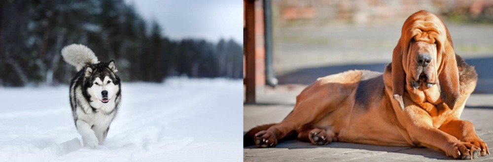 Bloodhound vs Siberian Husky - Breed Comparison