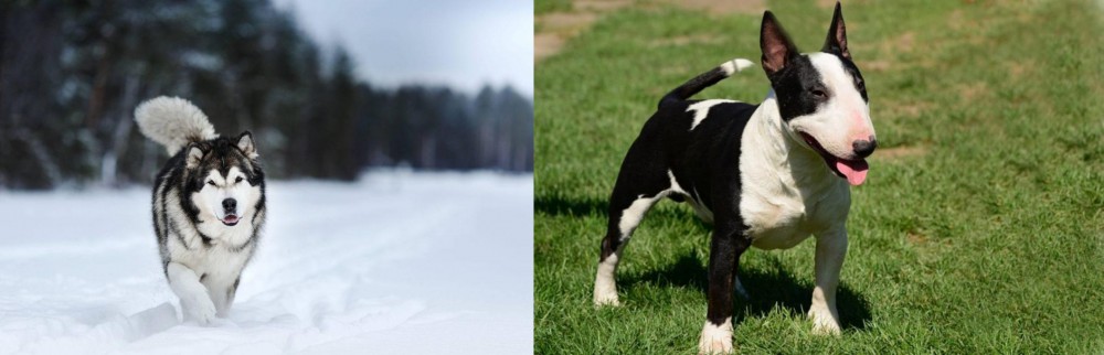 Bull Terrier Miniature vs Siberian Husky - Breed Comparison