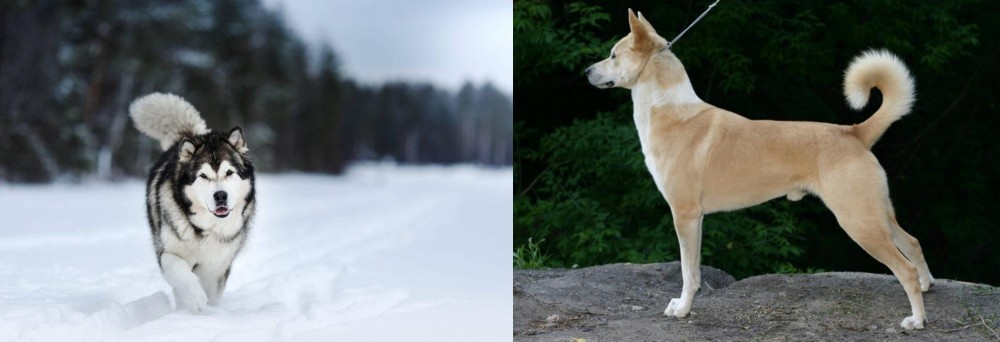 Canaan Dog vs Siberian Husky - Breed Comparison