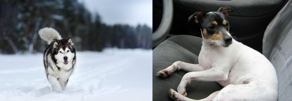 Chilean Fox Terrier vs Siberian Husky - Breed Comparison