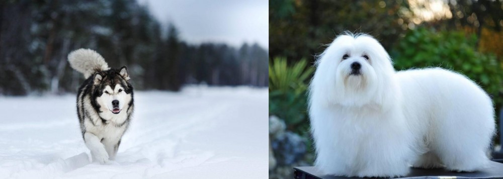 Coton De Tulear vs Siberian Husky - Breed Comparison