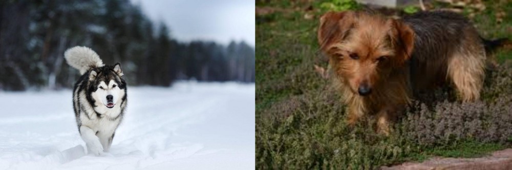 Dorkie vs Siberian Husky - Breed Comparison