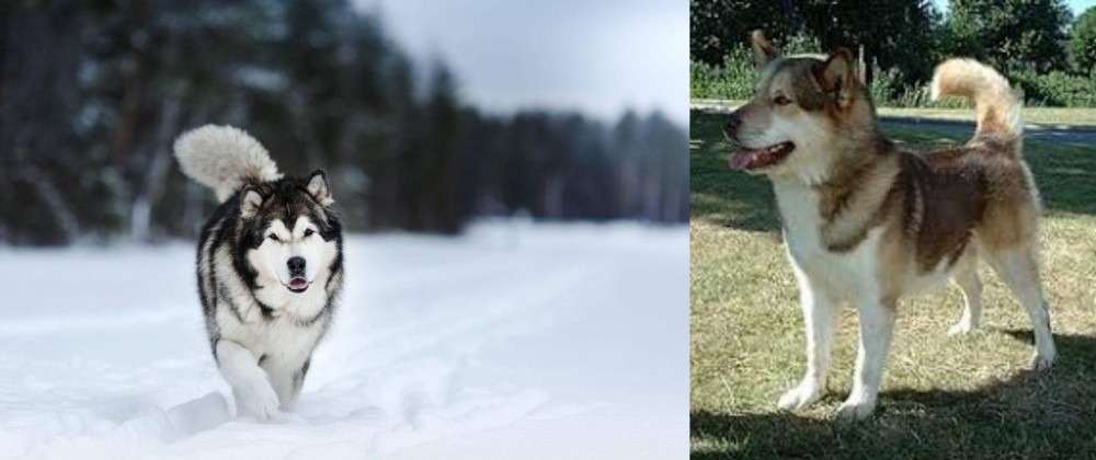 Greenland Dog vs Siberian Husky - Breed Comparison