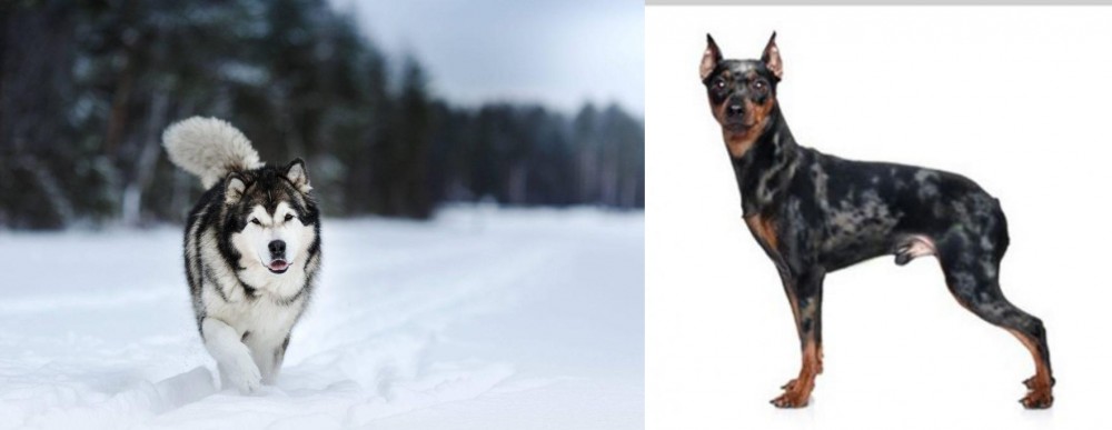 Harlequin Pinscher vs Siberian Husky - Breed Comparison