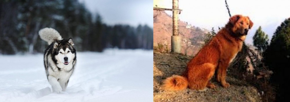 Himalayan Sheepdog vs Siberian Husky - Breed Comparison
