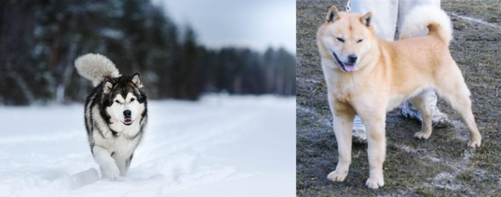 Hokkaido vs Siberian Husky - Breed Comparison