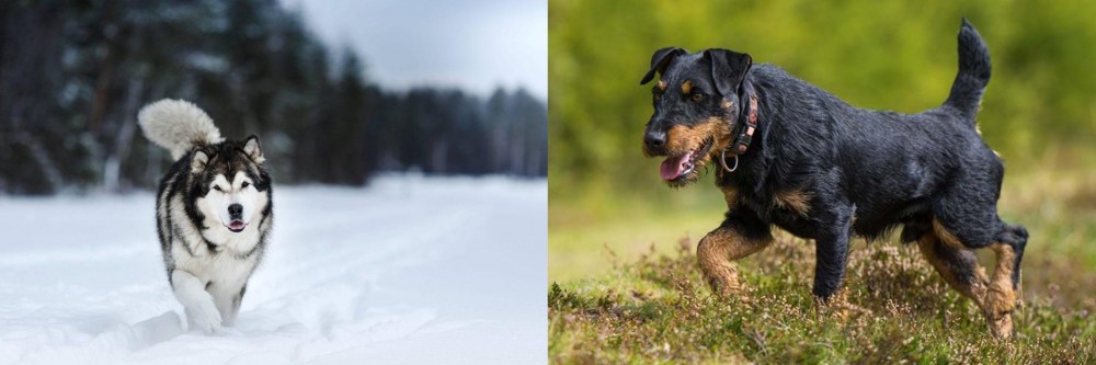 Jagdterrier vs Siberian Husky - Breed Comparison