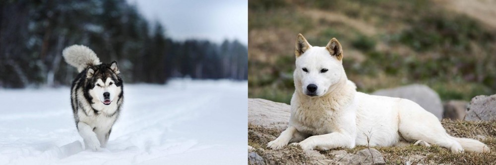 Jindo vs Siberian Husky - Breed Comparison