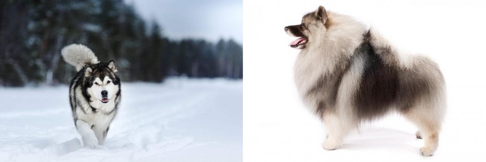 Keeshond vs Siberian Husky - Breed Comparison