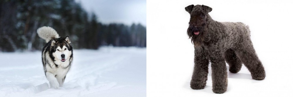 Kerry Blue Terrier vs Siberian Husky - Breed Comparison