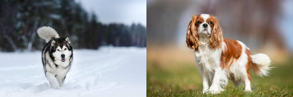 King Charles Spaniel vs Siberian Husky - Breed Comparison