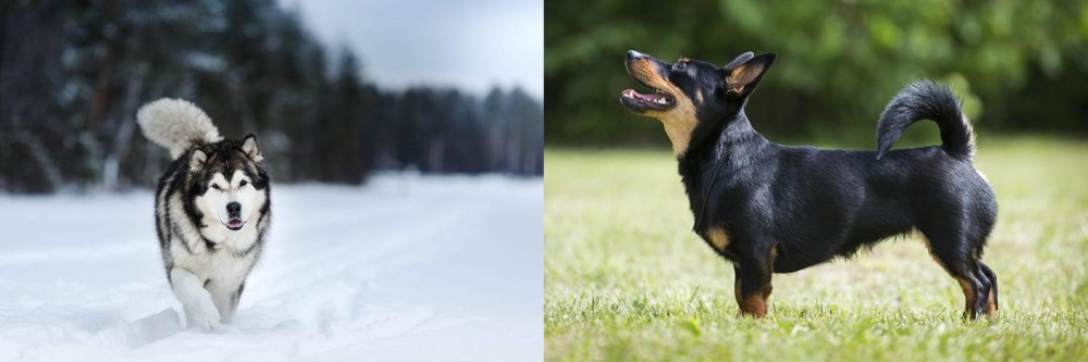 Lancashire Heeler vs Siberian Husky - Breed Comparison