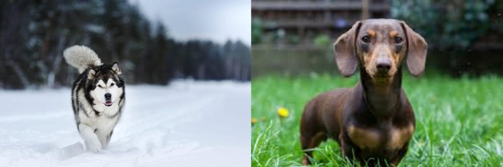 Miniature Dachshund vs Siberian Husky - Breed Comparison