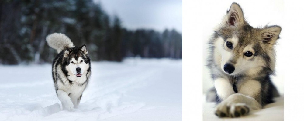 Miniature Siberian Husky vs Siberian Husky - Breed Comparison