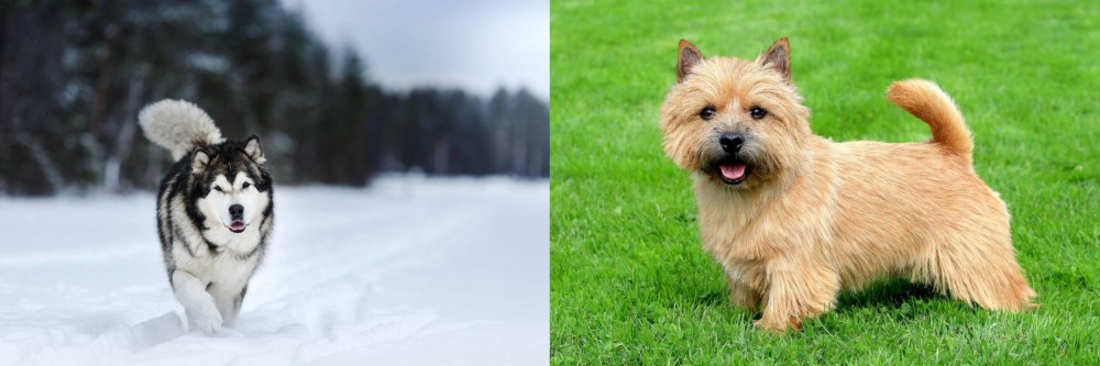 Norwich Terrier vs Siberian Husky - Breed Comparison