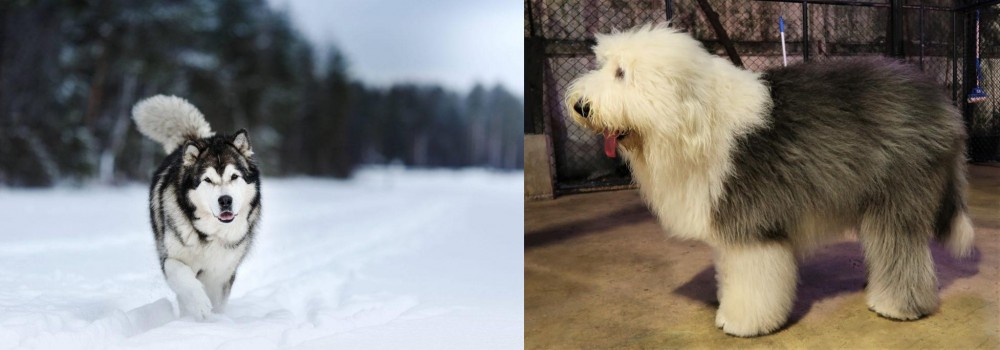 Old English Sheepdog vs Siberian Husky - Breed Comparison