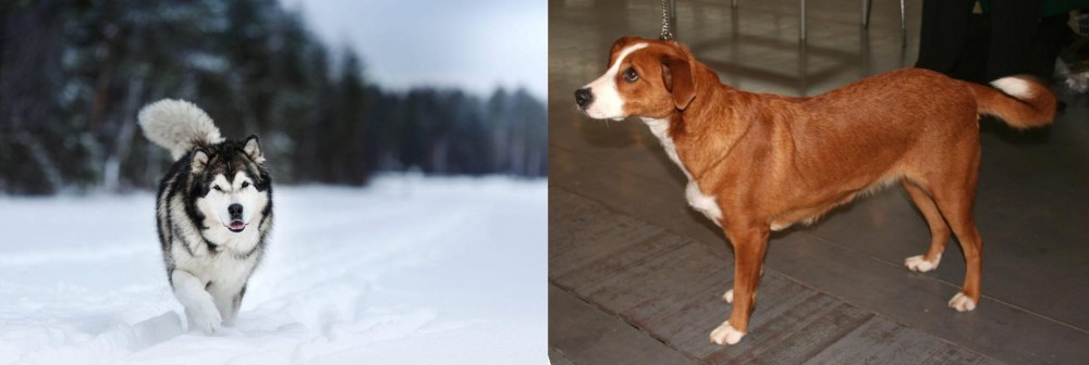 Osterreichischer Kurzhaariger Pinscher vs Siberian Husky - Breed Comparison