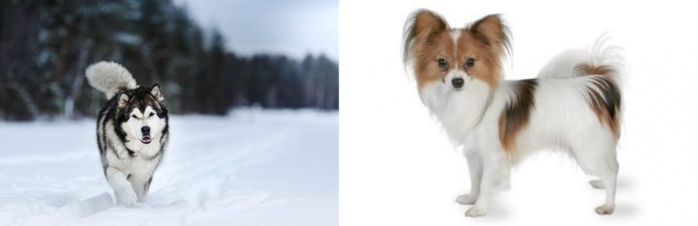Papillon vs Siberian Husky - Breed Comparison