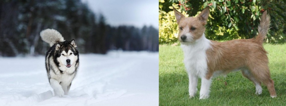 Portuguese Podengo vs Siberian Husky - Breed Comparison