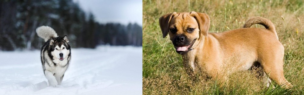 Puggle vs Siberian Husky - Breed Comparison