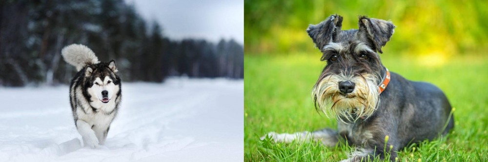Schnauzer vs Siberian Husky - Breed Comparison