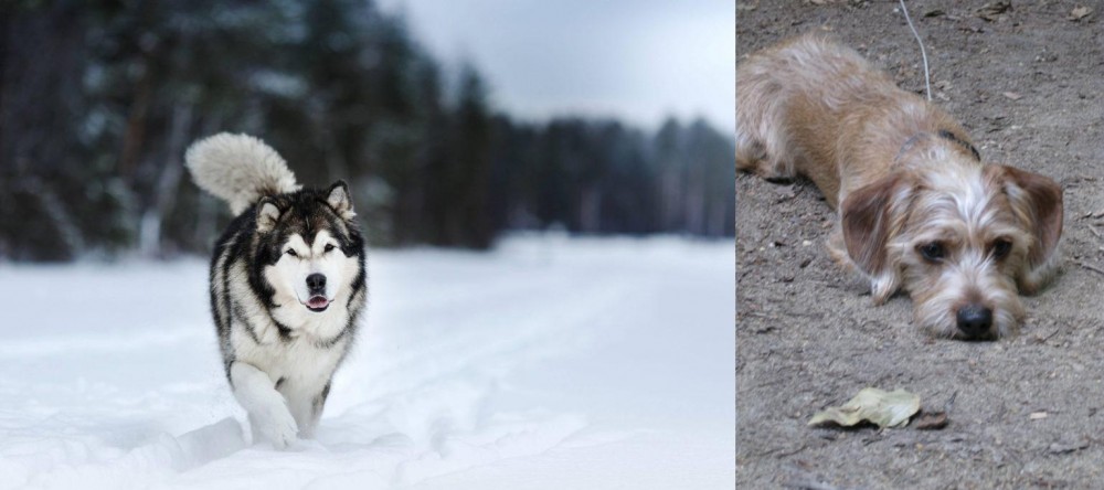 Schweenie vs Siberian Husky - Breed Comparison