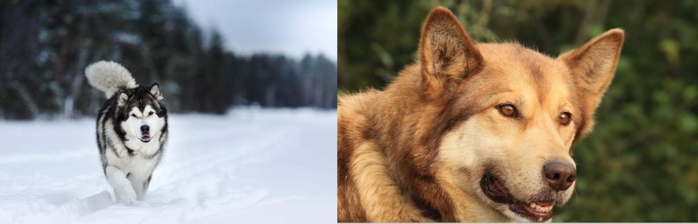 Seppala Siberian Sleddog vs Siberian Husky - Breed Comparison