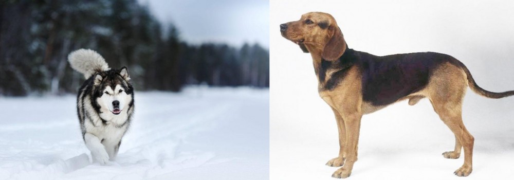 Serbian Hound vs Siberian Husky - Breed Comparison