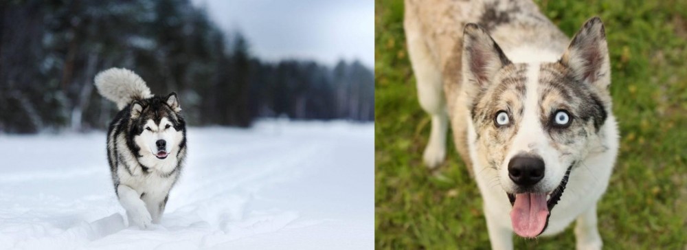 Shepherd Husky vs Siberian Husky - Breed Comparison