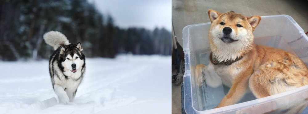 Shiba Inu vs Siberian Husky - Breed Comparison