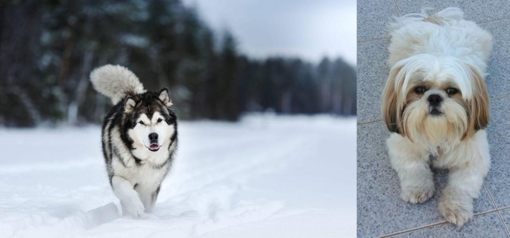 Shih Tzu vs Siberian Husky - Breed Comparison