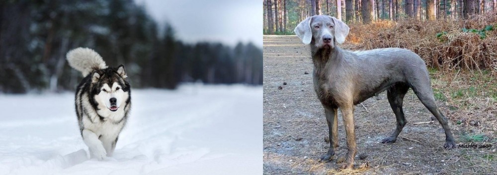Slovensky Hrubosrsty Stavac vs Siberian Husky - Breed Comparison