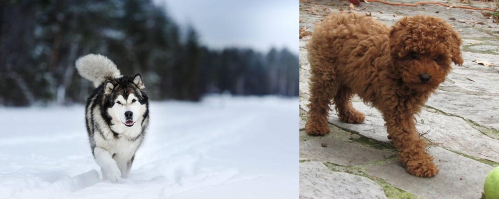 Toy Poodle vs Siberian Husky - Breed Comparison