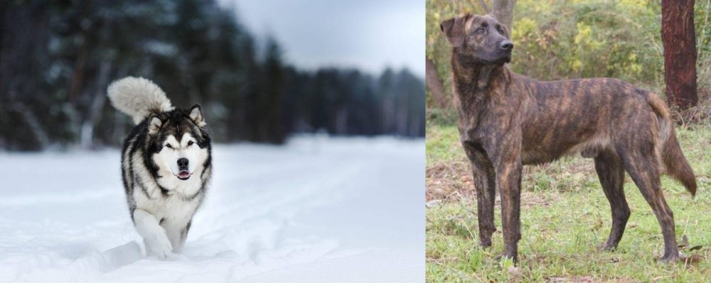 Treeing Tennessee Brindle vs Siberian Husky - Breed Comparison