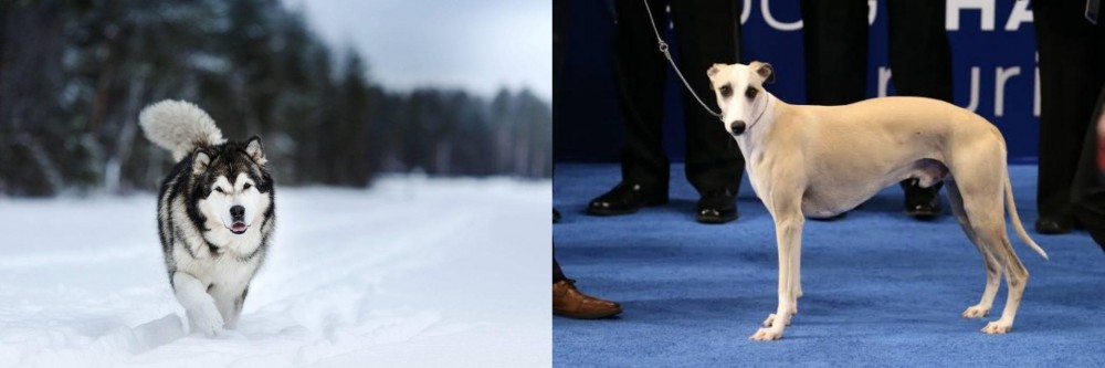 Whippet vs Siberian Husky - Breed Comparison