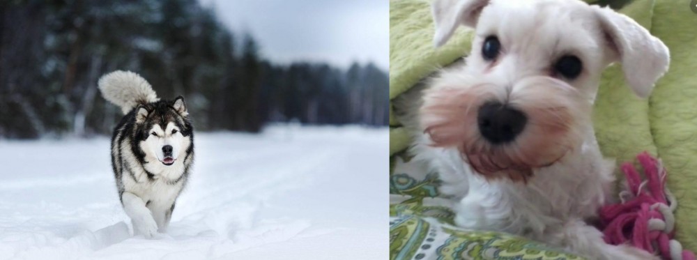 White Schnauzer vs Siberian Husky - Breed Comparison