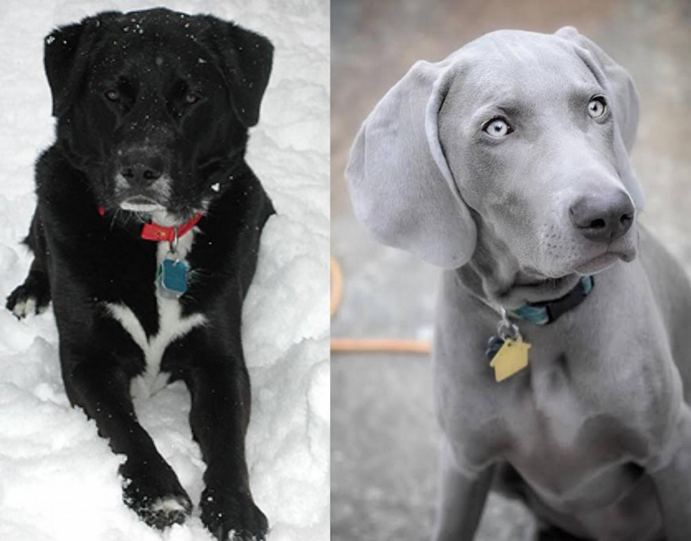Weimaraner vs St. John's Water Dog - Breed Comparison