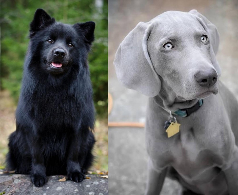 Weimaraner vs Swedish Lapphund - Breed Comparison