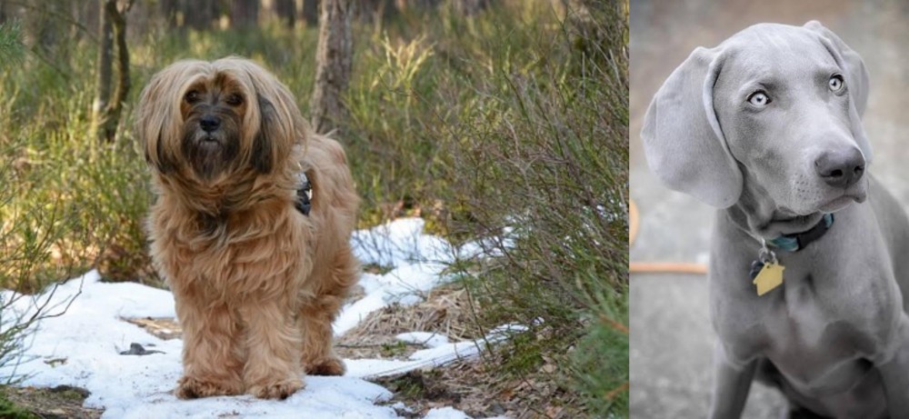 Weimaraner vs Tibetan Terrier - Breed Comparison