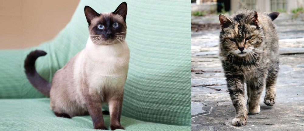 Traditional Siamese vs Farm Cat Breed Comparison