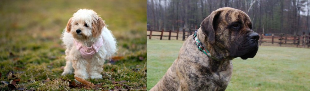 American Mastiff vs West Highland White Terrier - Breed Comparison