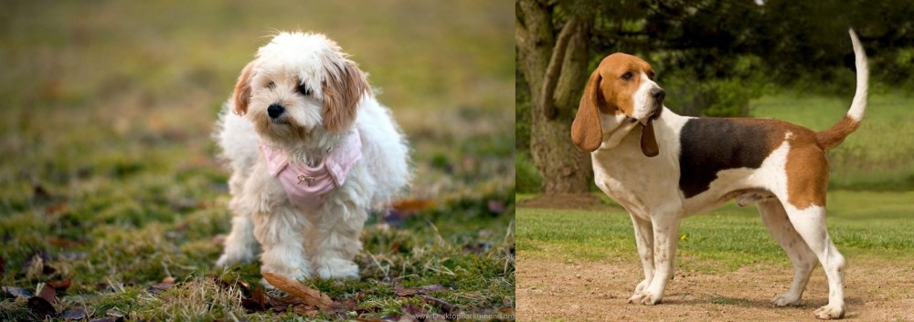 Artois Hound vs West Highland White Terrier - Breed Comparison