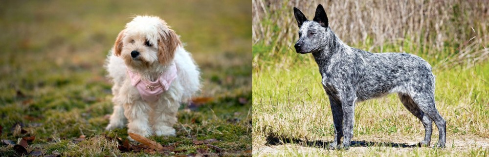 Australian Stumpy Tail Cattle Dog vs West Highland White Terrier - Breed Comparison