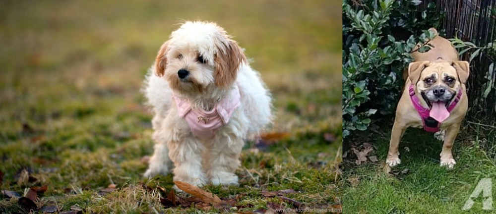 Beabull vs West Highland White Terrier - Breed Comparison