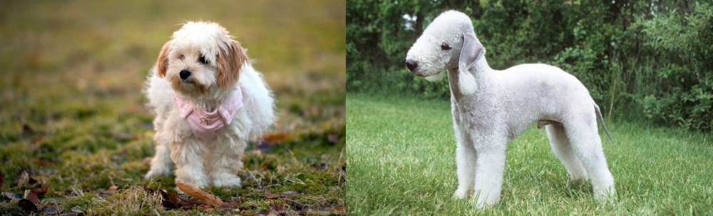 Bedlington Terrier vs West Highland White Terrier - Breed Comparison
