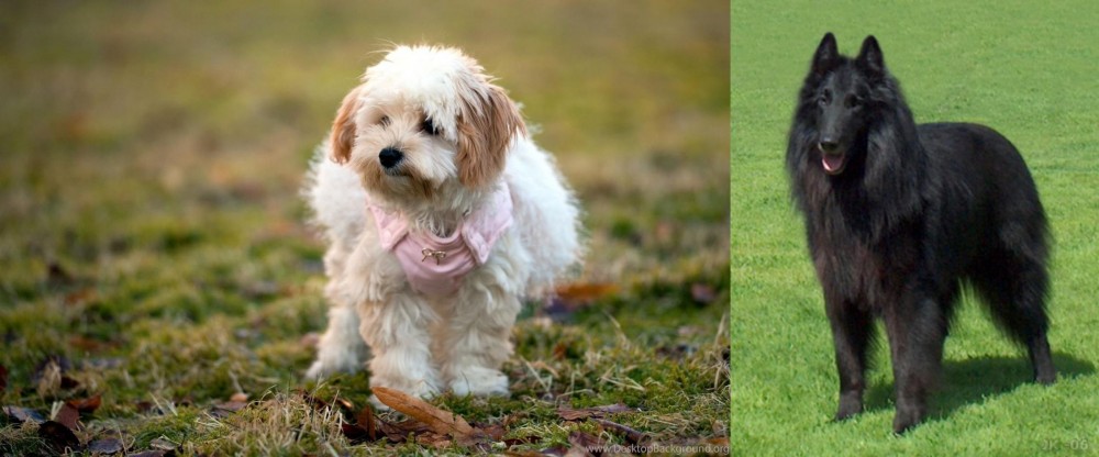 Belgian Shepherd Dog (Groenendael) vs West Highland White Terrier - Breed Comparison